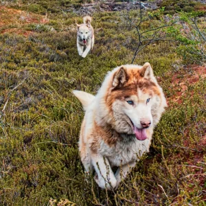 Experiência Husky