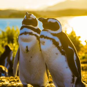 Navegação Pinguinera